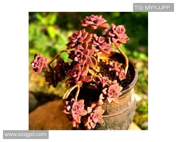 探索足球多肉的魅力与养护技巧让你的植物生活更加丰富多彩